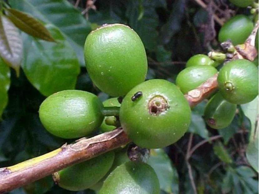 Peabirus: Procafé: Traqueomicose avança em lavouras de café